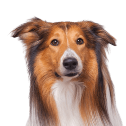 Raza Collie Descripción de la raza Collie, collie de pelo largo, perro de pastoreo, perro de familia, perro de pelo largo, perro de pelo liso, perro de orejas caídas, perro de trabajo, raza tricolor de Escocia