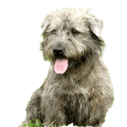 Irish Glen of Imaal Terrier dans le jardin