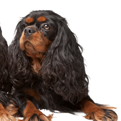 King Charles Spaniel, aussi connu sous le nom d'English Toy Spaniel