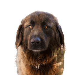 Un chien portugais de la Serra da Estrela dans un jardin