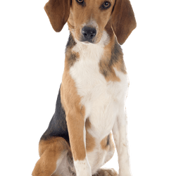 Jeune beagle harrier sur fond blanc