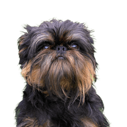 Chien typique du Griffon Belge dans un jardin printanier