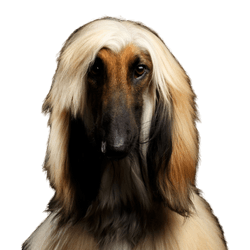 Chien, mammifère, vertébré, Canidae, Afghan, Afghan Hound, race de chien, carnivore, chien similaire au Barzoï, chien similaire au Saluki, chien similaire au Silk Hound