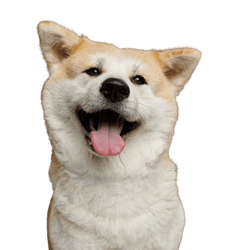 Chien, mammifère, vertébré, Canidae, race de chien, carnivore, Akita, Akita inu est souvent confondu avec un Shiba Inu, grand chien blanc aux oreilles dressées, race de chien japonaise, poil long