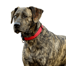 Description de la race Majorero Canario, grand chien bringé aux oreilles triangulaires, oreilles tombantes, grand chien qui n'est pas sur la liste, Le Majorero Canario n'est pas un chien de la liste, chien de race espagnole