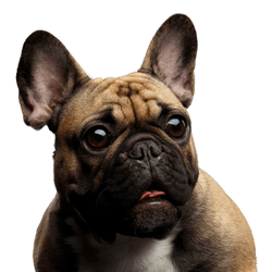 Chien, mammifère, vertébré, Canidae, race de chien, bouledogue français fauve, museau, chien de compagnie, carnivore, bouledogue,