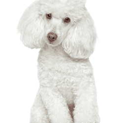 Tonte du caniche blanc Description de la race caniche
