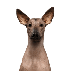 Mammifère, vertébré, chien, Canidae, race de chien, chien nu du Mexique, chien nu du Pérou, carnivore, American hairless terrier, museau,