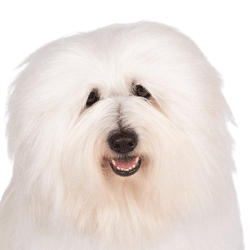 Coton de Tuléar blanc, chien similaire au Bichon Bolonais et au Bichon Havanais, chien également appelé chien coton, chien allergique, race de chien pour les personnes allergiques, l'allergie aux poils de chien peut être éliminée avec cette race, chien similaire au Bichon Frisé, petit chien blanc de race pour les débutants, chien pour enfants, race de chien pour enfants, chien de famille, chien peigné pour une exposition canine, poil lissé sur le chien, description de la race et caractère,