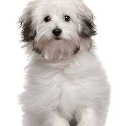 Description de la race du chien bolognais, petit chien blanc avec des taches noires, chien à poils raides devient boucles, chiot à poils raides, petit chien de race, chien de race calme