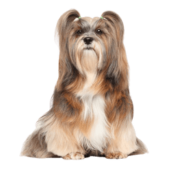 Description de la race Lhasa Apso, chien à poil très long et de petite taille