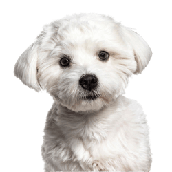 Description de la race du Bichon maltais, petit chien blanc au pelage légèrement frisé