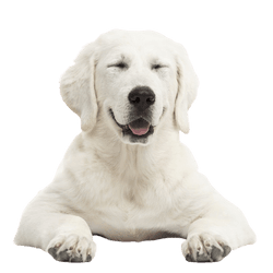 Description de la race Tatra, grand chien blanc à poil court semblable au Labrador