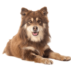 Description de la race du Finnish Lapphund, tempérament d'un chien finlandais de Laponie