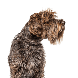 Griffon Korthals, Griffon d'arrêt à poil dur, chien d'arrêt à poil dur, chien similaire au Rauhaar allemand, grand chien de race française, description de la race du chien de chasse, race de chien de chasse