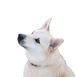 chien norvégien de race, chien boo, chien boo norvégien, chien blanc à poil épais