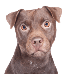 Patterdale Terrier Temperament Description de la race, brun Chien moyen