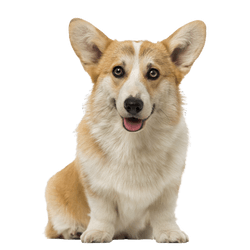 Pembroke corgi assis