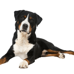 Profil du chien de montagne d'Appenzeller