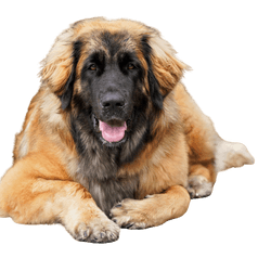 Description de la race Leonberger