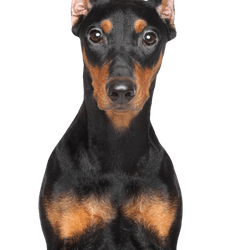 Description de la race du Pinscher allemand