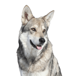 Tempérament et description de la race du chien-loup de Saarloos, chien-loup de Hollande.