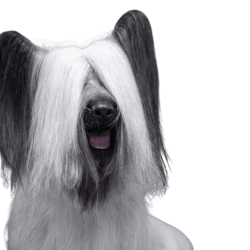 Description de la race Skye Terrier, chien de race noir, chien de race crème, chien similaire à Elo en petit, petit chien, chien d'un seul homme, chien pour débutants, chien de famille, chien de race écossais, race d'Écosse avec des oreilles amusantes, chien avec des oreilles de chauve-souris et de la fourrure sur les oreilles.