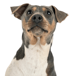 Description de la race Terrier Brasileiro