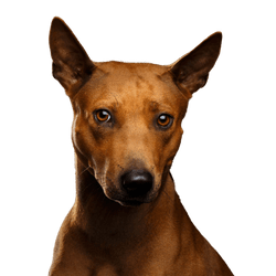 Chien, mammifère, vertébré, race de chien, Canidae, carnivore, chien semblable au Pharaohund, chien semblable au Podenco canario, race semblable au Pinscher allemand, museau, Thai Ridgeback brun, chien aux oreilles dressées et au poil court