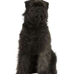 Bouvier des Ardennes kutya, 1 éves, fehér háttér előtt ülve Bouvier des Ardennes kutya, 1 éves, fehér háttér előtt ülve