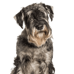 Standard Schnauzer néz a kamerába fehér háttér előtt