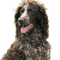 Pont Audemer spániel kutya, felnőtt portréja