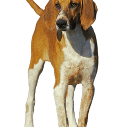 Nagy angol-francia fehér és narancssárga kutya