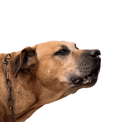 A cimarron fajtájú uruguayi kutya vadászik a mezőn. A nagyvadak vadászatának koncepciója