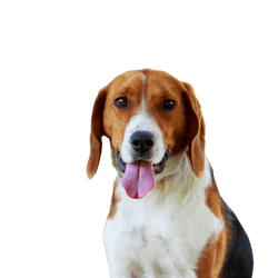 American Foxhound fajtaleírás, Beagle-hez hasonló kutya