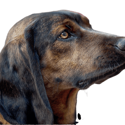 Bayerischer Gebirgsschweißhund Fajta leírása BGH