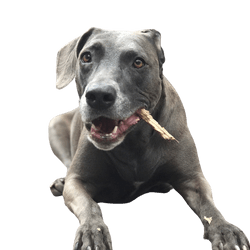 Blue Lacy fajtaleírás, juhászkutya temperamentum Amerikából, amerikai kutyafajta temperamentum, ezüst kutya, weimaranerhez hasonló kutya, agárhoz hasonló kutya a szőrzetből