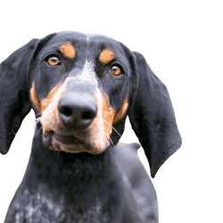 Bluetick Coonhound fajtaleírás