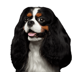 Kutya, Gerincesek, Canidae, Emlősök, Kutya fajta, Cavalier King Charles Spaniel, King Charles Spaniel, húsevő, Társas kutya, spániel, kis háromszínű kutya