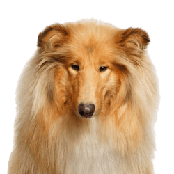 Kutya, Emlős, Scotch Collie, Gerincesek, Canidae, Rough Collie, Collie, Collie, Kutya fajta, Shetland Sheepdog, Ragadozó állatok