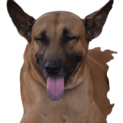 Combai kutya fajta leírása, nagy barna kutya lila nyelvvel és szúrós fülekkel