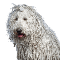 Komondor kutyafajta az UNgarnból, bozontos szőrű kutyafajta, rasta copfos fajta, raszta kutya, fehér és nagyon nagy kutyafajta, óriás kutyafajta, nagy kutya fehér szőrrel és felmosószőrrel.
