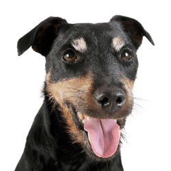 Német Vadászterrier durva szőrű, durva szőrű kutya Németországból