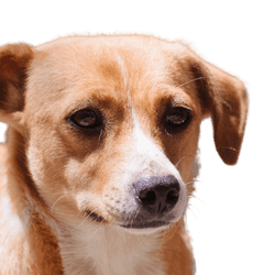 barna fehér kutya Ausztriából, osztrák pinscher, közepes méretű kutya térdig érő, családi kutya, pinscher fajta