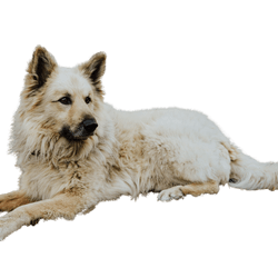 Perro Pastor Garafiano fajtaleírás és jellemzés a La Palma-i szőke kutyáról, Kanári-szigeteki kutya, spanyolországi kutya, Border Collie-ra hasonlító kutya, szőke kutyafajta, vörös kutyafajta, állófülű kutya, német juhászkutyára hasonlító kutya, német juhászkutyához hasonló fajta