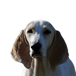 Porcelaine kutya Franciaországból, vörös és fehér kutya, karcsú fajta, francia kutya, nagy vadászkutya, kutya nagyon hosszú lógó fülekkel, Chien de Franche-Comté, fehér kutya fajta nagy, fajtaleírás