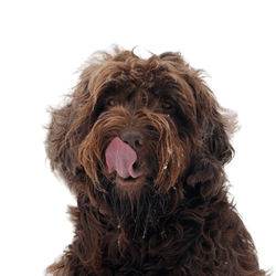 Poodle pointer, nagy barna kutya, középhosszú szőrzet, enyhén hullámos vagy göndör szőrzet.