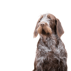 Spinone Italiano fiatal kutya, olasz durva szőrű mutató kutya, durva szőrű kutya, drótszőrű szőr, középhosszú szőr, barna szürke kutya olaszból, olasz kutyafajta, német drótszőrűhöz hasonló kutya, olasz mutatókutya.