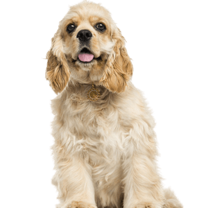 American Cocker Spaniel Hund