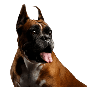 Boxer mit Stehohren Säugetier, Hund, Wirbeltier, Hunderasse, Canidae, Boxer Rasse, Schnauze, Fleischfresser, Arbeitshund, Stehohren beim Boxer Hund, Kampfhund, Listenhund, Familienhund